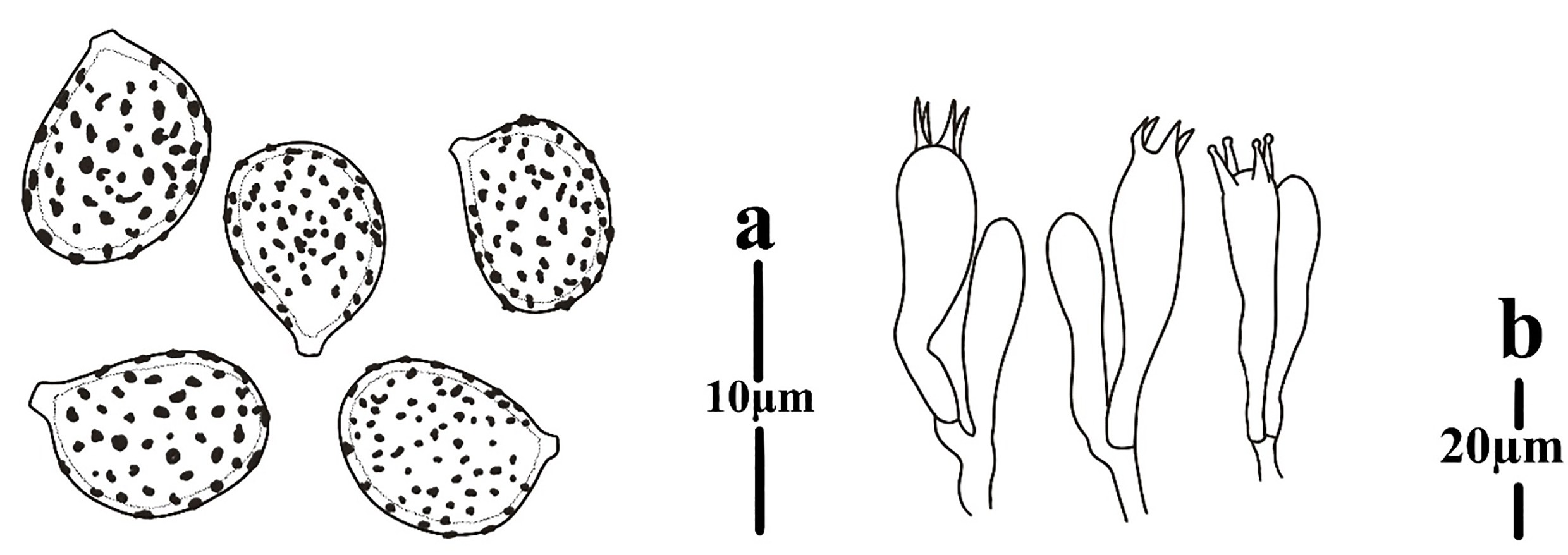 Figure 52